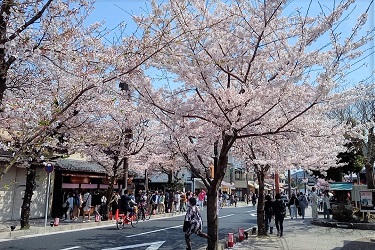 京都嵐山の街中の桜