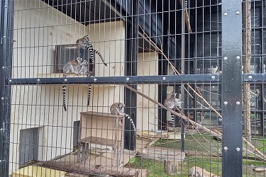 旭山動物園のワオキツネザル