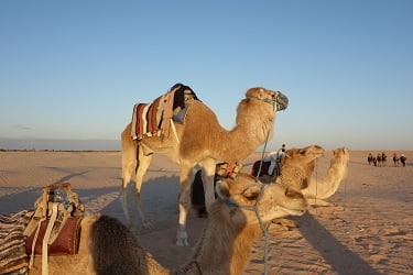 ドゥーズでのラクダ乗り(サンセット)