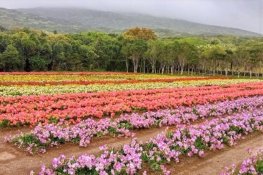 フリージア畑