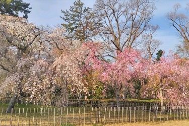 京都御苑､近衛の枝垂れ桜