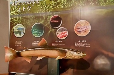 日本最大の淡水魚イトウの展示物