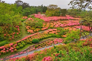 小室山つつじ園