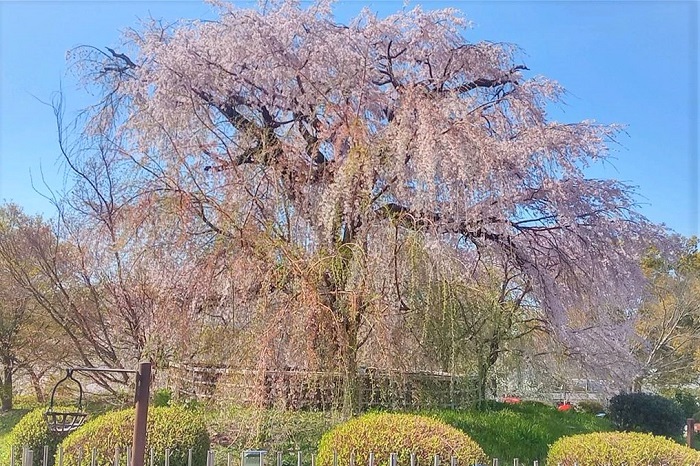 円山公園の祇園しだれ桜