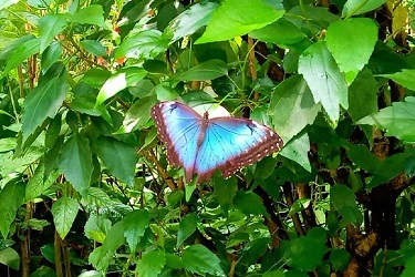 青いモルフォ蝶
