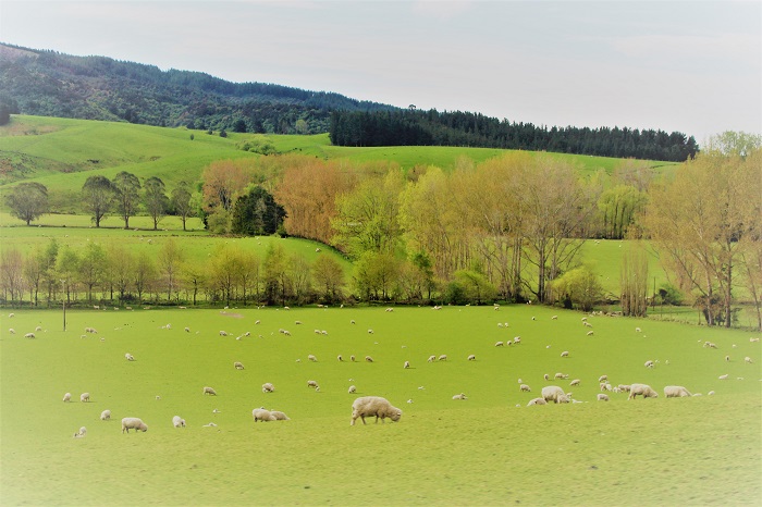 ニュージーランド､羊の放牧風景