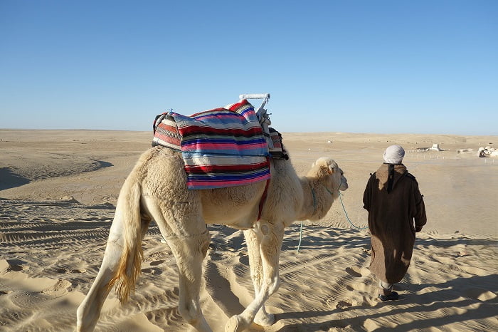 サハラ砂漠を歩くラクダ(モス･エスパ近く)