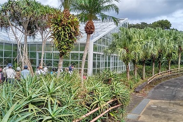 八丈植物公園､温室前のタコノキ､ヤシ､キダチアロエ