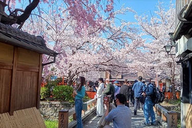 桜の巽橋